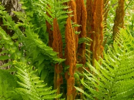 Las promesas de Dios