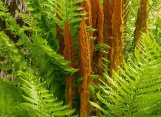 Las promesas de Dios