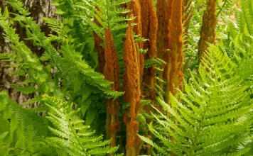 Las promesas de Dios