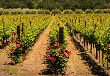 El poder de la perseverancia