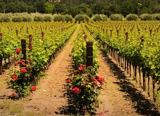 El poder de la perseverancia