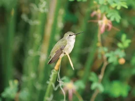 Ponga su mano en el arado