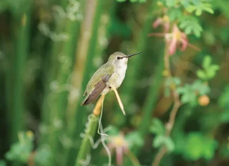 Ponga su mano en el arado
