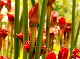 Cómo fomentar amistades verdaderas