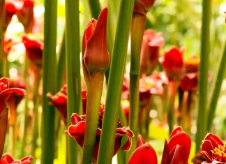 Cómo fomentar amistades verdaderas