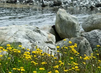 Cristo entiende nuestro corazón