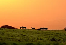 El arrepentimiento verdadero
