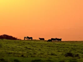 El arrepentimiento verdadero