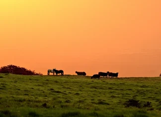 El arrepentimiento verdadero