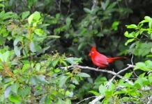 El nuevo nacimiento: Su parte