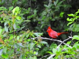 El nuevo nacimiento: Su parte