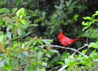 El nuevo nacimiento: Su parte