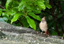 La alabanza infunde valentía