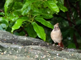 La alabanza infunde valentía