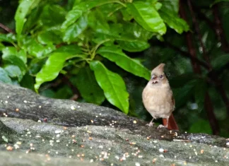 La alabanza infunde valentía