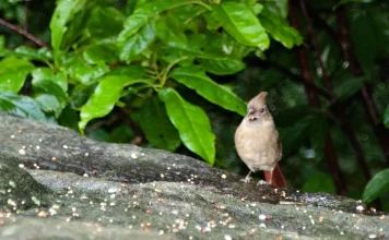 La alabanza infunde valentía