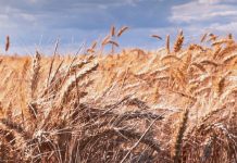 Alabanza constante a Dios