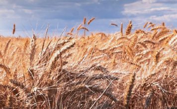 Alabanza constante a Dios