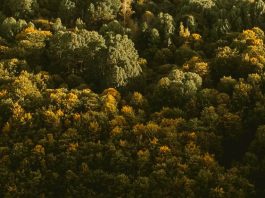 Bondad hacia los que sufren