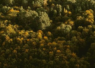 Bondad hacia los que sufren