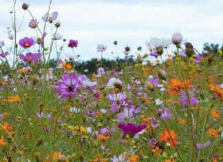 La gracia suficiente de Dios