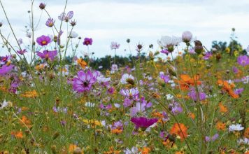 La gracia suficiente de Dios