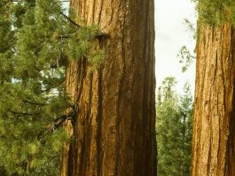 Creer más de lo que vemos