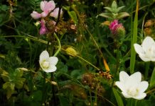 Generosidad hospitalaria