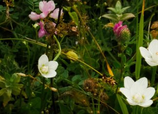 Generosidad hospitalaria