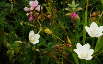 Generosidad hospitalaria