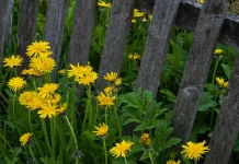 El precio del discipulado