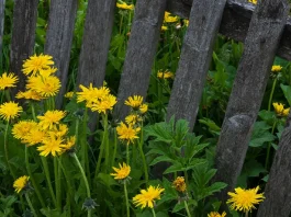 El precio del discipulado