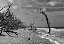 El modelo para el servicio