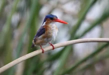 Evitar la hipocresía en la oración