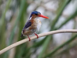 Evitar la hipocresía en la oración