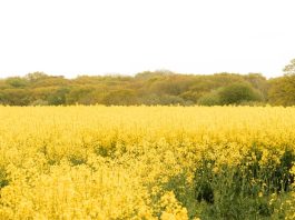 Cultivar la gratitud