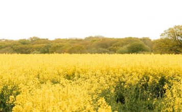 Cultivar la gratitud