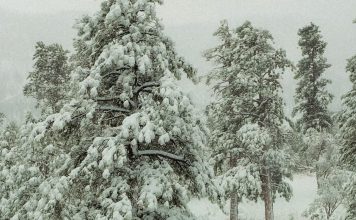Con nosotros en la soledad