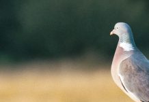 Ojos abiertos por Dios