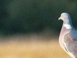 Ojos abiertos por Dios