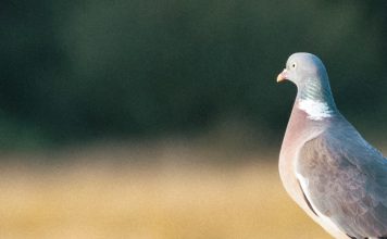 Ojos abiertos por Dios