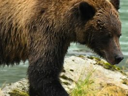 Nuestro rescatador amoroso