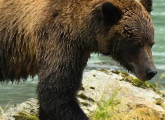 Nuestro rescatador amoroso