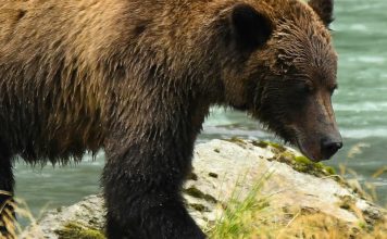 Nuestro rescatador amoroso