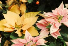 Corazones transformados por Dios