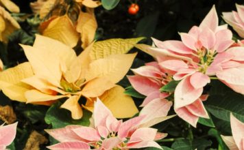 Corazones transformados por Dios