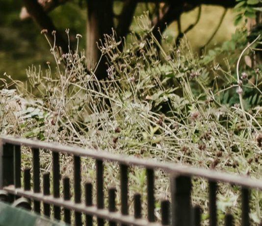 El banco de la amistad