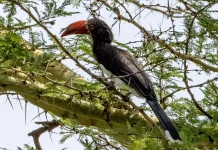 Debilidad sin control