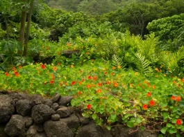 Ayuda para nuestra sanidad