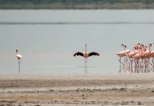 Totalmente disponibles